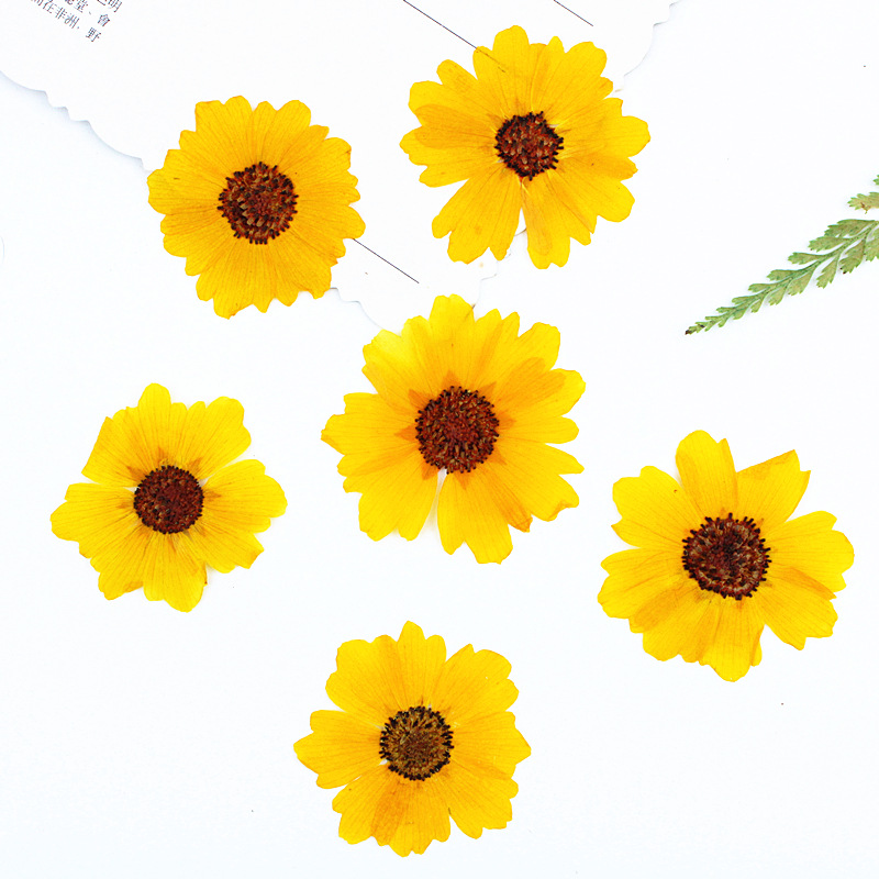 Pressed Flower Frame - 24 pezzi, Fiori di Crisantemo Naturali