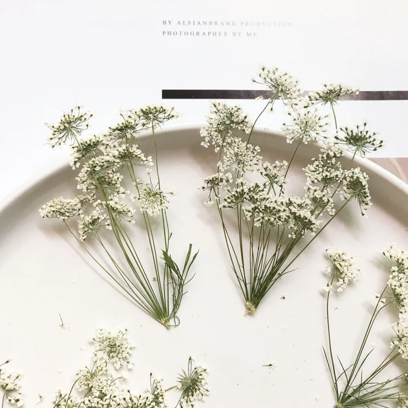 Pressed Flower Frame - 5-7 cm/12 pezzi, piccoli fiori di