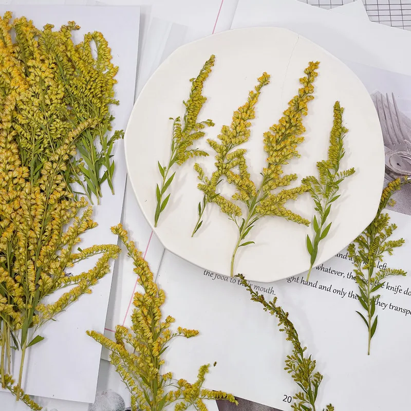 Pressed Flower Frame - 6-10 cm/24 pezzi, Fiori Naturali Pressati