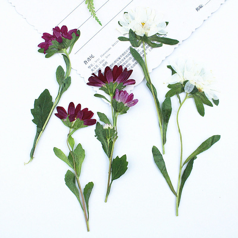 Pressed Flower Frame - 24 Pezzi, Mini Crisantemi Essiccati Pressati