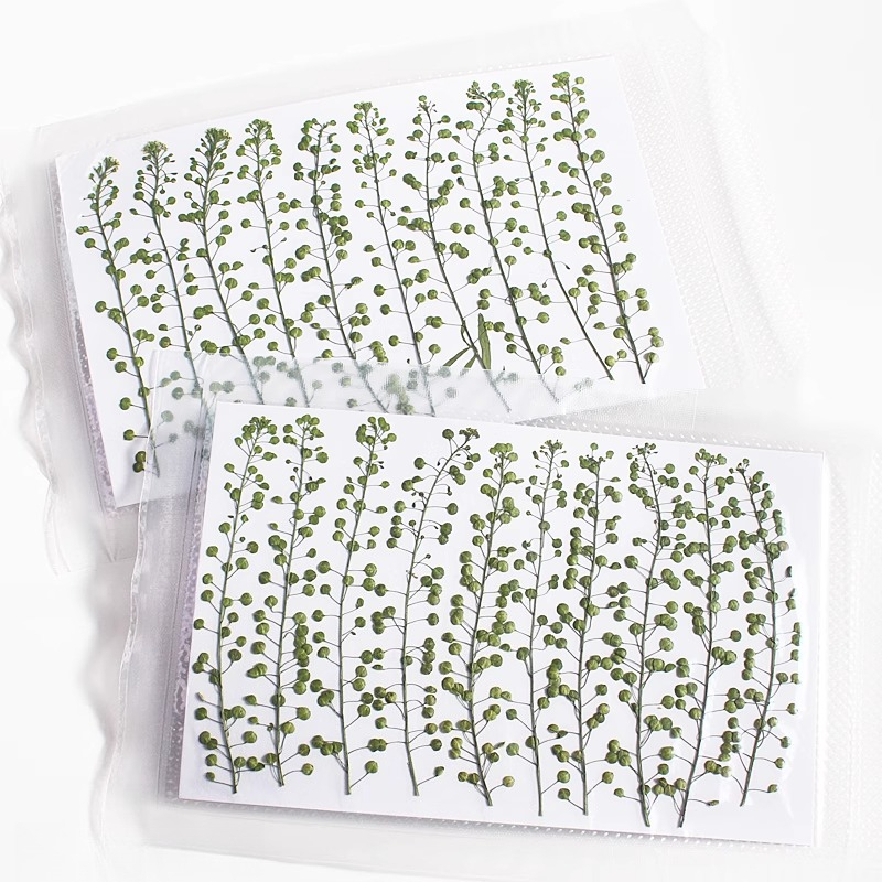 Colore naturale Campana verde  - Pressed Flower Frame recensione e prezzo