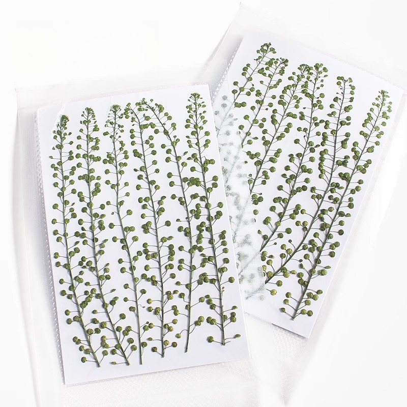 Colore naturale Campana verde  - Pressed Flower Frame recensione e prezzo
