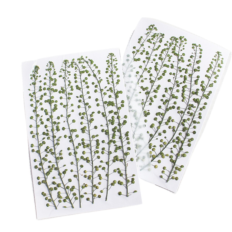 Colore naturale Campana verde  - Pressed Flower Frame recensione e prezzo