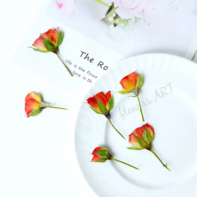 Petali di Rosa Pressati, Fiori - Pressed Flower Frame recensione e prezzo