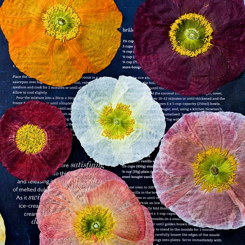 1 pz, Fiori di Papavero Natura - Pressed Flower Frame recensione e prezzo