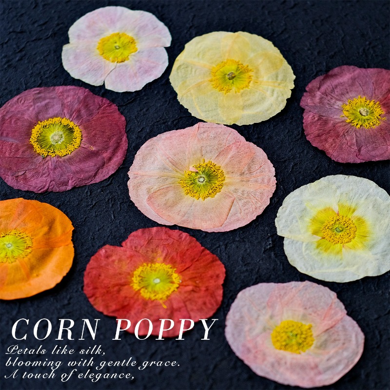 1 pz, Fiori di Papavero Natura - Pressed Flower Frame recensione e prezzo