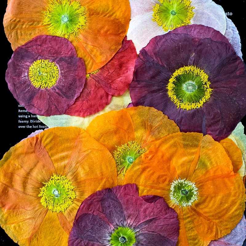 1 pz, Fiori di Papavero Natura - Pressed Flower Frame recensione e prezzo