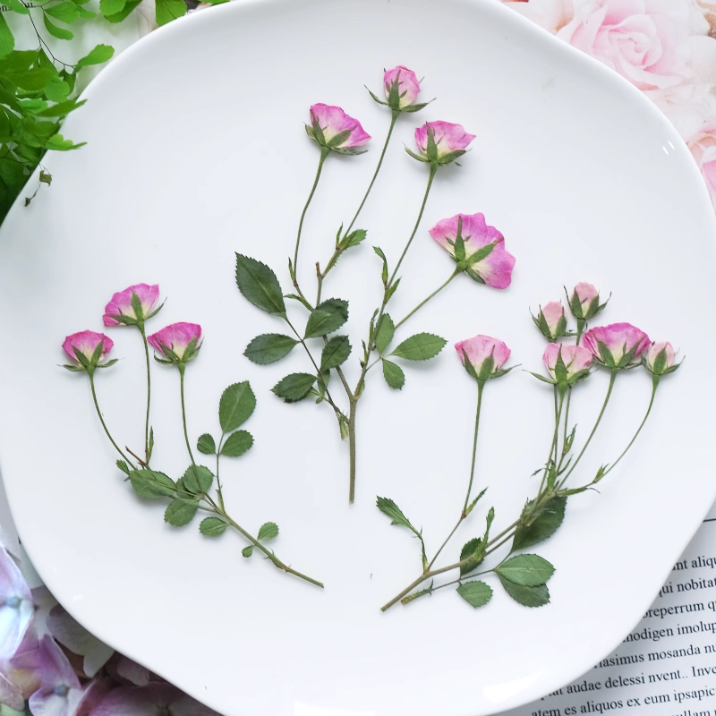 12 Pezzi, Mini Rose Rosa Press - Pressed Flower Frame recensione e prezzo