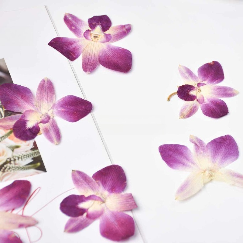 4 Pezzi, Fiori di Orchidea Far - Pressed Flower Frame recensione e prezzo