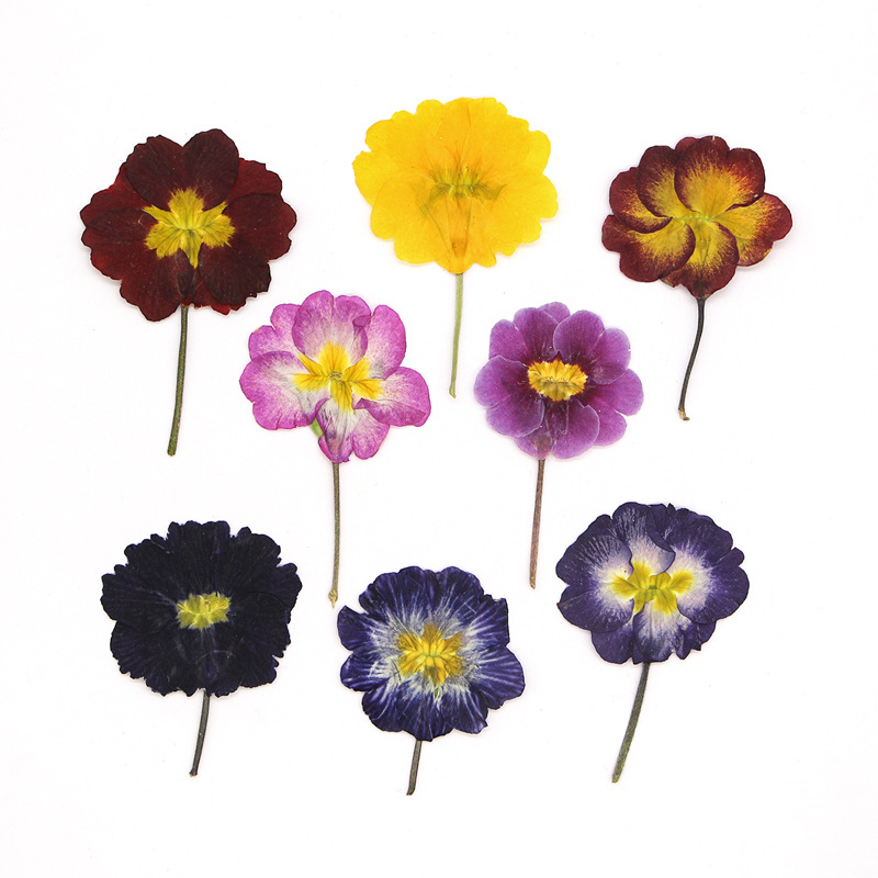 48 Pezzi Fiori Secchi di Primu - Pressed Flower Frame recensione e prezzo