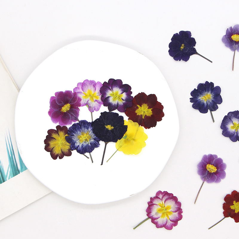 48 Pezzi Fiori Secchi di Primu - Pressed Flower Frame recensione e prezzo