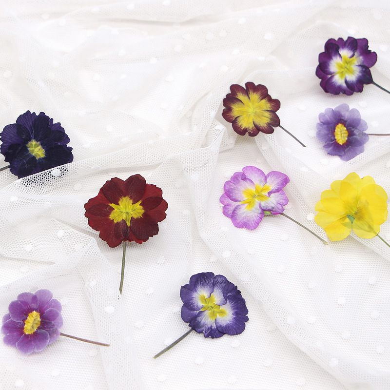 48 Pezzi Fiori Secchi di Primu - Pressed Flower Frame recensione e prezzo