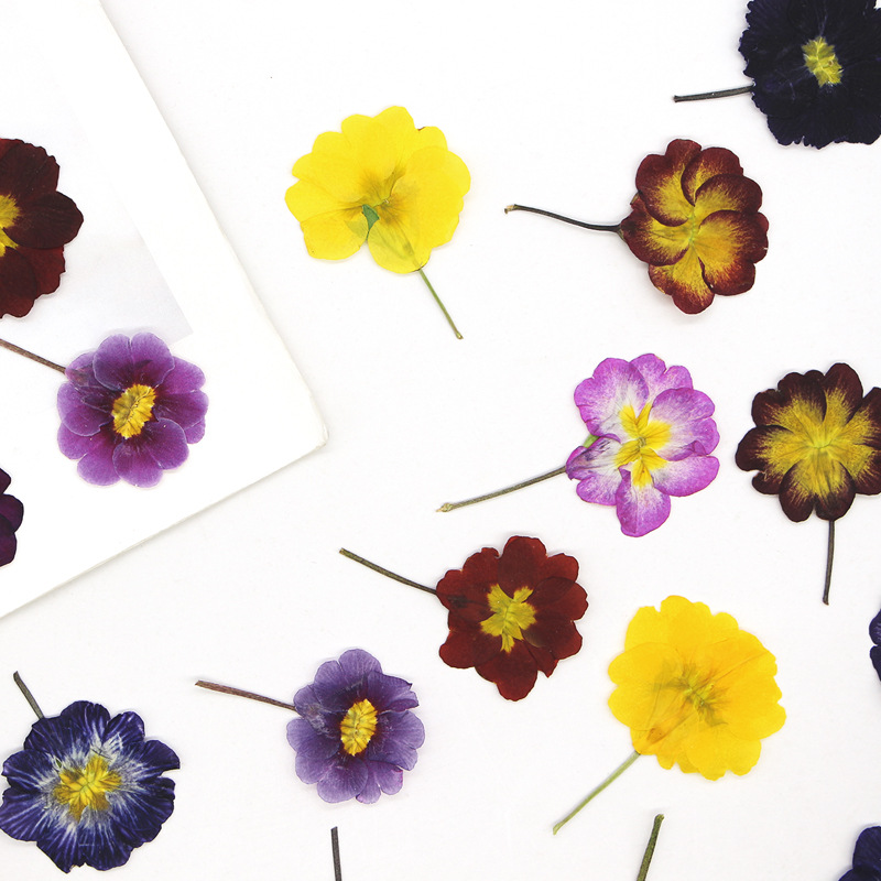 48 Pezzi Fiori Secchi di Primu - Pressed Flower Frame recensione e prezzo