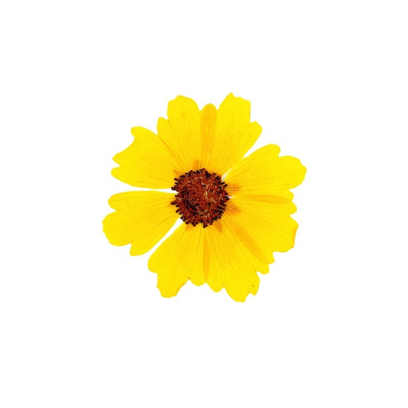 24 pezzi, Fiori di Crisantemo  - Pressed Flower Frame recensione e prezzo