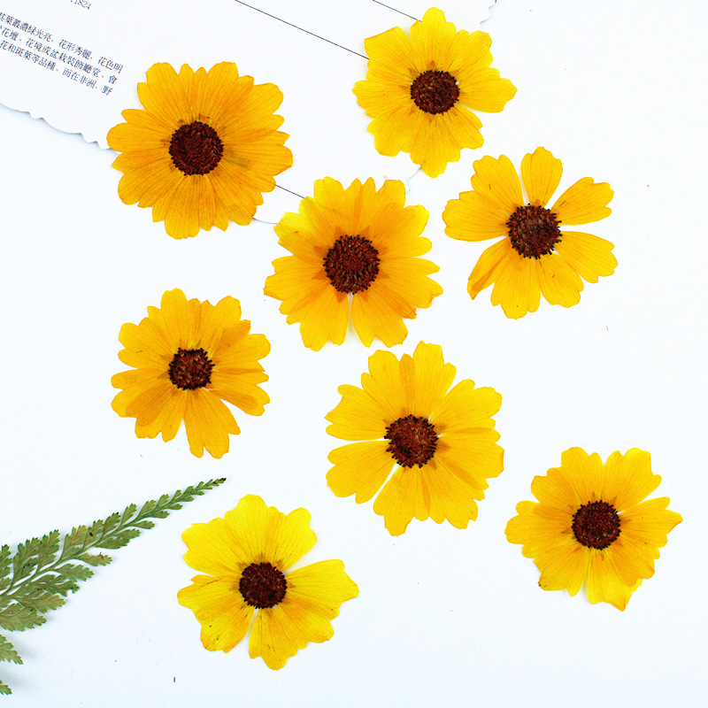 24 pezzi, Fiori di Crisantemo  - Pressed Flower Frame recensione e prezzo