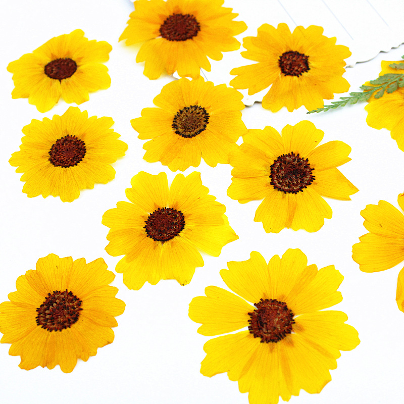 24 pezzi, Fiori di Crisantemo  - Pressed Flower Frame recensione e prezzo