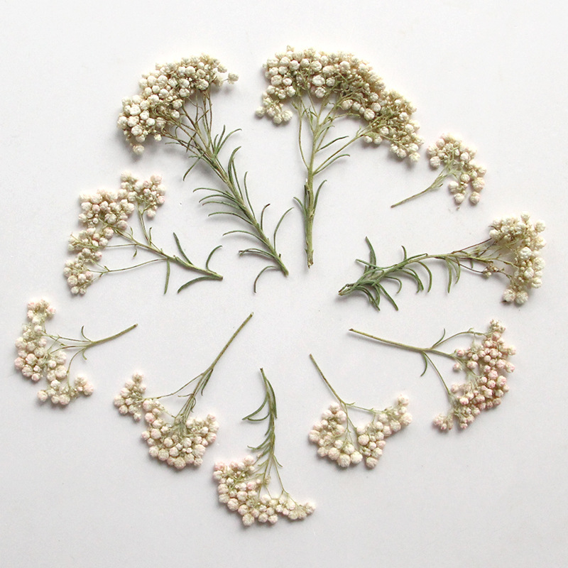 12 Pezzi, Rami di Miglio Natur - Pressed Flower Frame recensione e prezzo