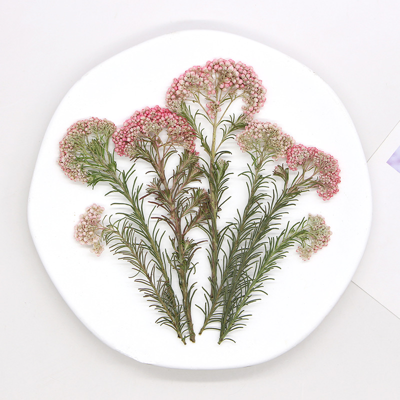 12 Pezzi, Rami di Miglio Natur - Pressed Flower Frame recensione e prezzo