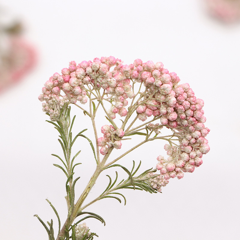 12 Pezzi, Rami di Miglio Natur - Pressed Flower Frame recensione e prezzo