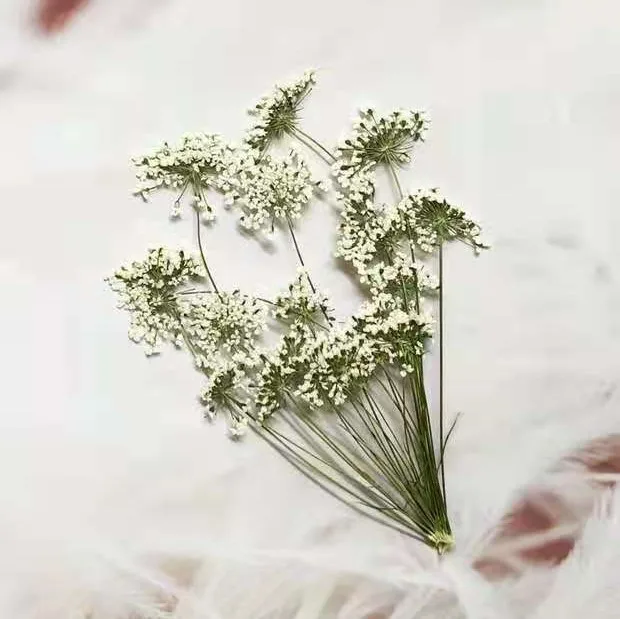 5-7 cm/12 pezzi, piccoli fiori - Pressed Flower Frame recensione e prezzo