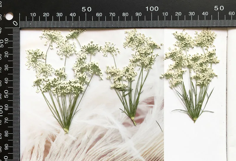 5-7 cm/12 pezzi, piccoli fiori - Pressed Flower Frame recensione e prezzo