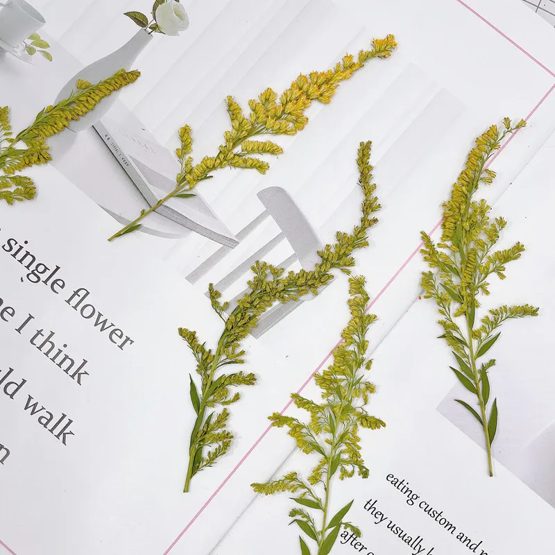 6-10 cm/24 pezzi, Fiori Natura - Pressed Flower Frame recensione e prezzo
