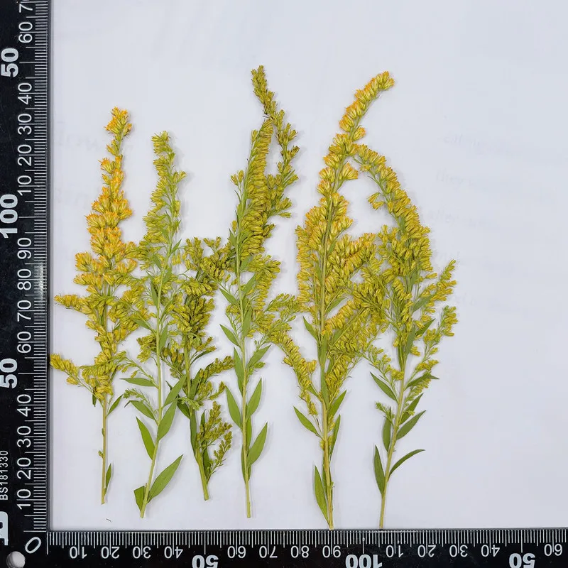 6-10 cm/24 pezzi, Fiori Natura - Pressed Flower Frame recensione e prezzo