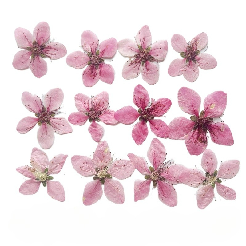 12 Pezzi, Fiori di Pesco Natur - Pressed Flower Frame recensione e prezzo