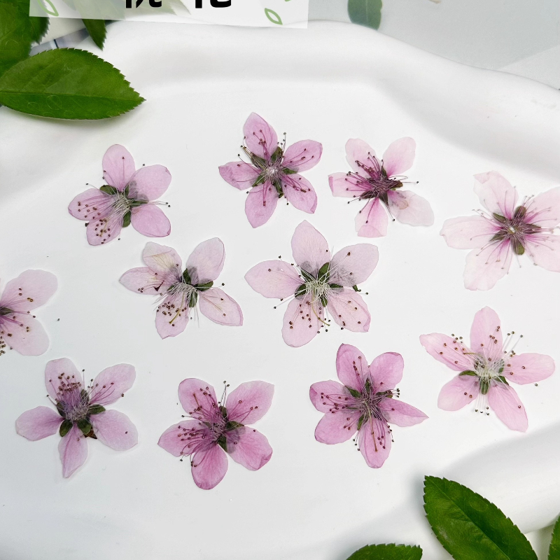 12 Pezzi, Fiori di Pesco Natur - Pressed Flower Frame recensione e prezzo