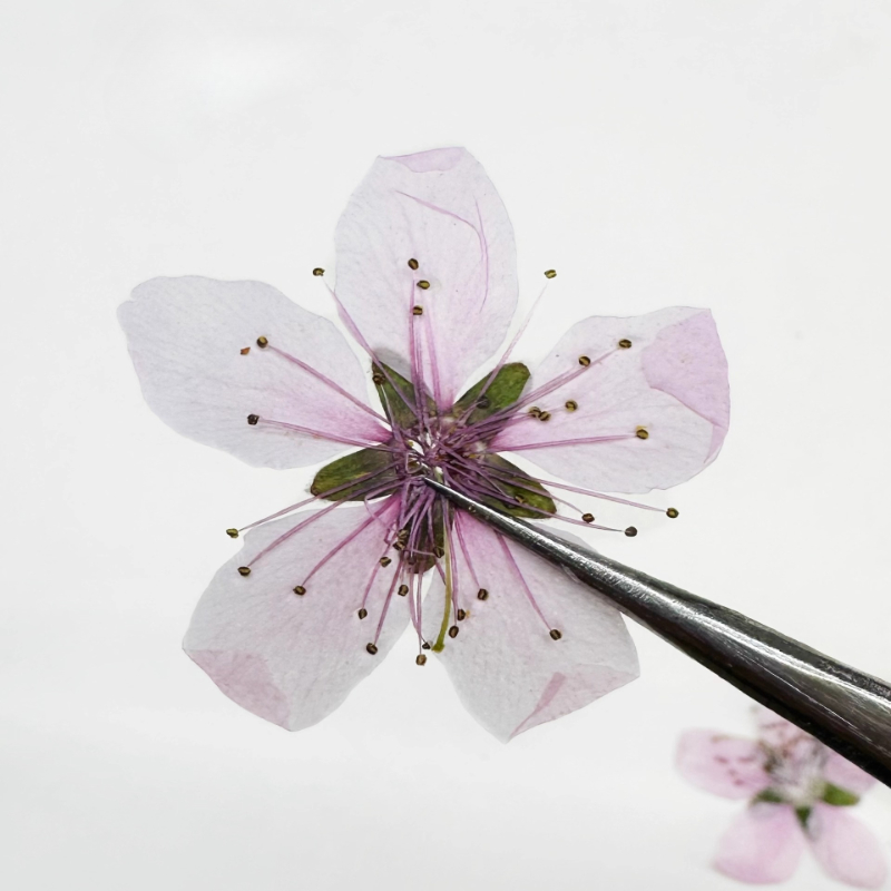 12 Pezzi, Fiori di Pesco Natur - Pressed Flower Frame recensione e prezzo