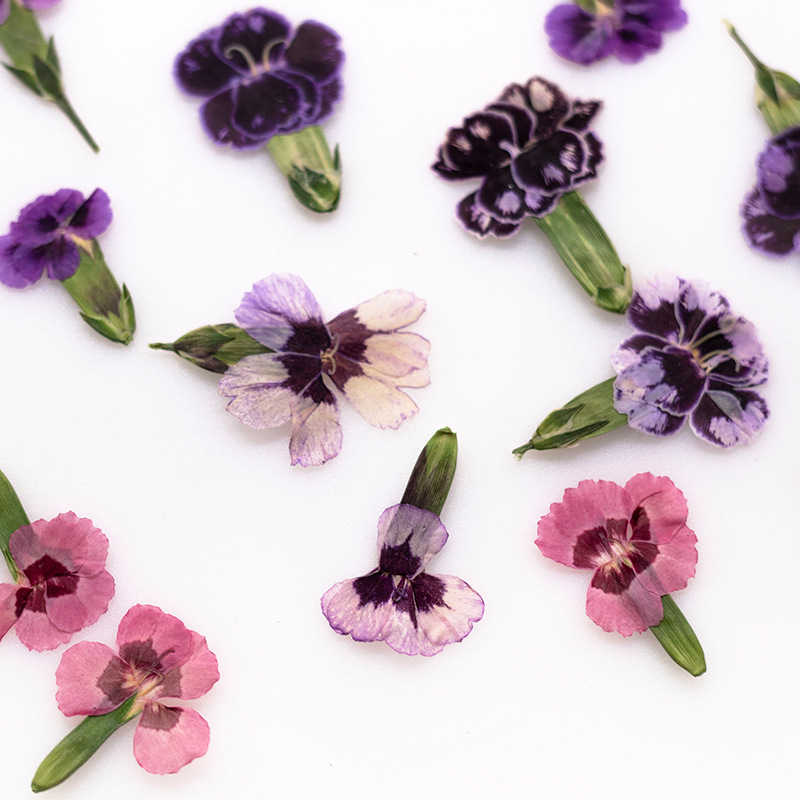 24 Pezzi, Fiori di Dianthus Es - Pressed Flower Frame recensione e prezzo