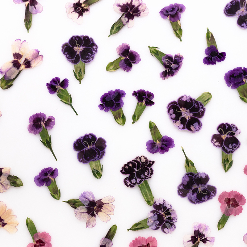24 Pezzi, Fiori di Dianthus Es - Pressed Flower Frame recensione e prezzo
