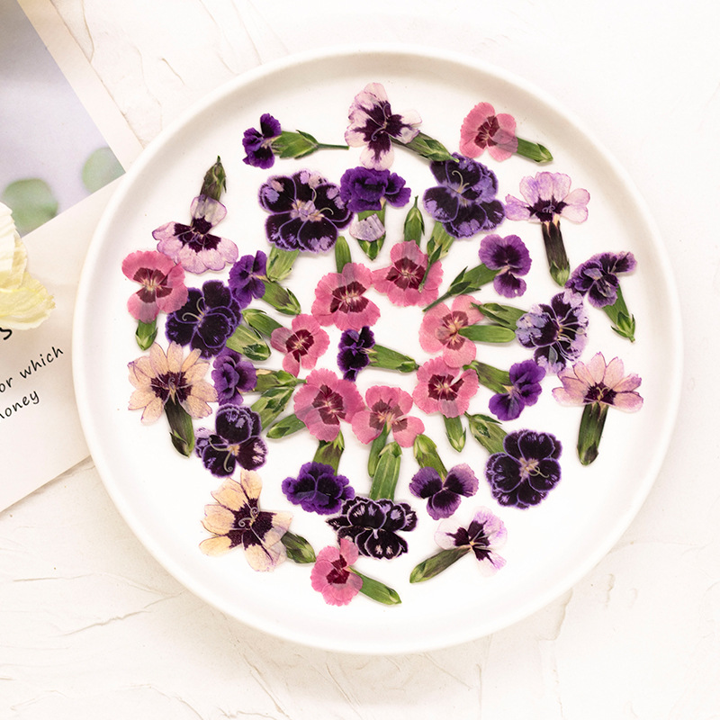 24 Pezzi, Fiori di Dianthus Es - Pressed Flower Frame recensione e prezzo