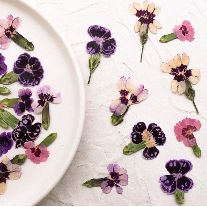 24 Pezzi, Fiori di Dianthus Es - Pressed Flower Frame recensione e prezzo