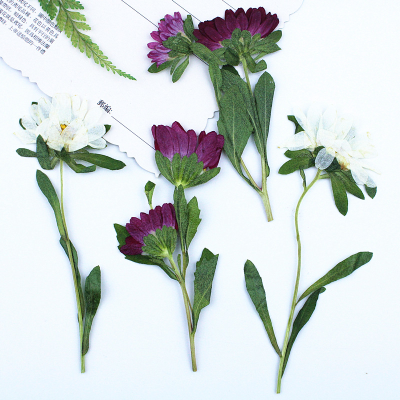 24 Pezzi, Mini Crisantemi Essi - Pressed Flower Frame recensione e prezzo
