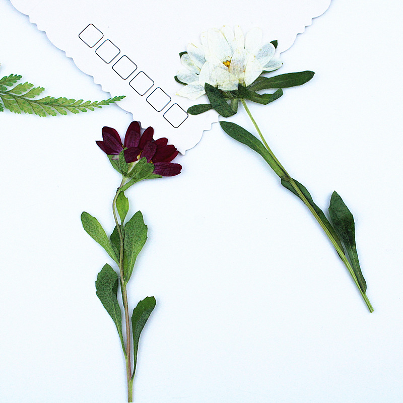 24 Pezzi, Mini Crisantemi Essi - Pressed Flower Frame recensione e prezzo