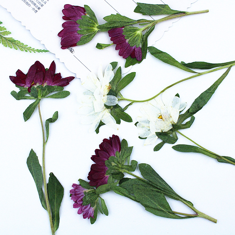 24 Pezzi, Mini Crisantemi Essi - Pressed Flower Frame recensione e prezzo